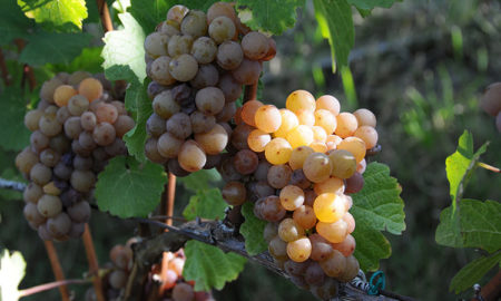 wein